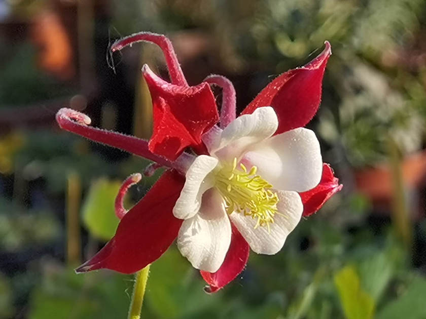 Aquilegia caerulea alba